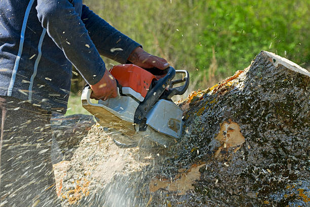 Best Tree Removal Near Me  in Hartford, IL